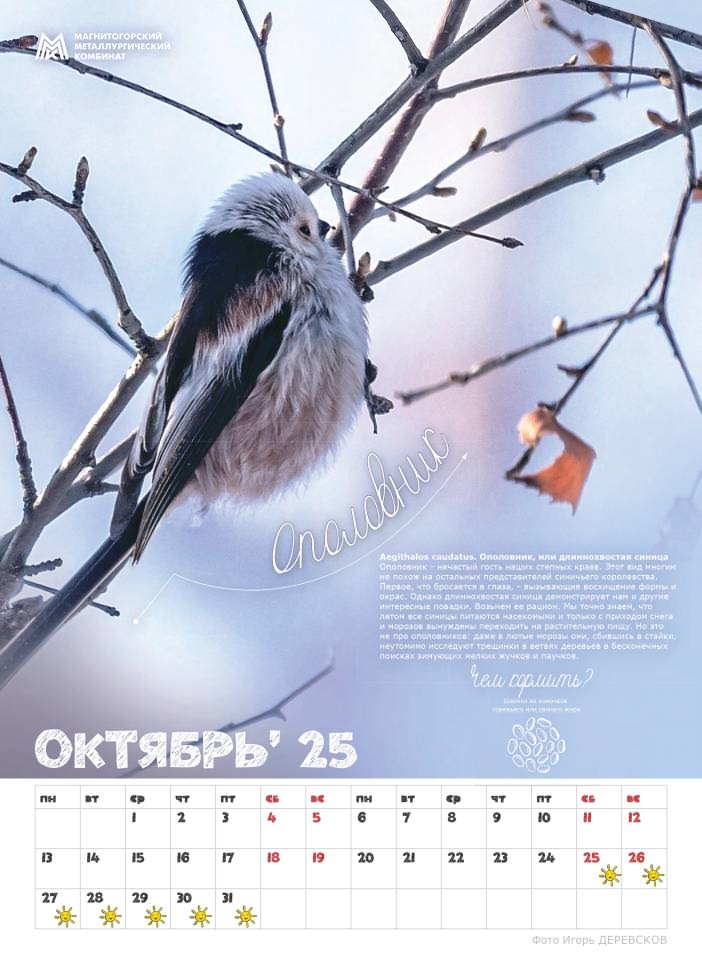 «Синичкины друзья» — новый подарок от ММК для школ Магнитогорска