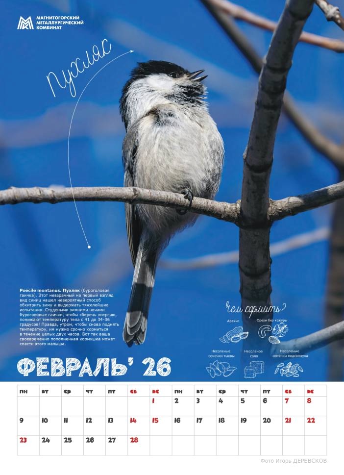 «Синичкины друзья» — новый подарок от ММК для школ Магнитогорска