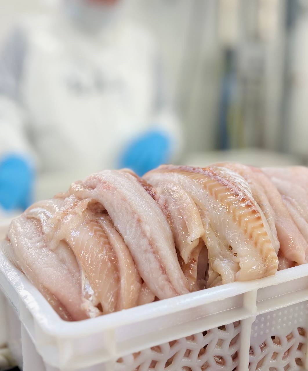 К середине августа российские предприятия экспортировали более 1,3 млн тонн рыбы и рыбной продукции – на 5% больше, чем за аналогичный период прошлого года. В…