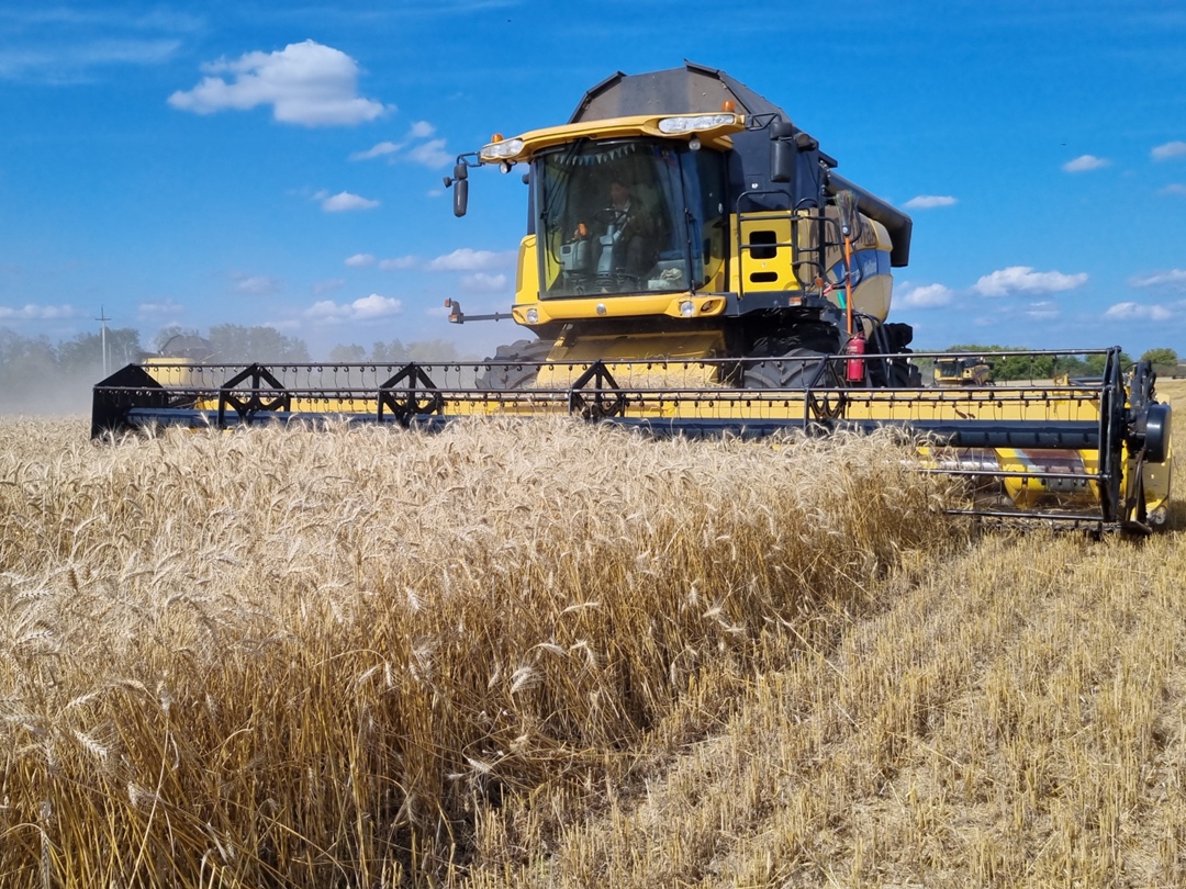 Официальная оценка урожая зерновых в 2025 году остается на уровне 135 млн т, 105 млн т уже собрано