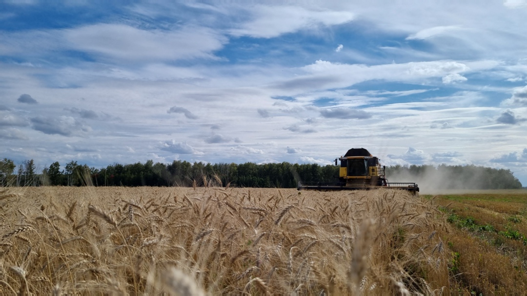 Растениеводческое предприятие «Продо Зерно» (входит в группу «Продо») сообщило о завершении сделок по расширению земельного банка. Новые площади - 16 тыс. га -…