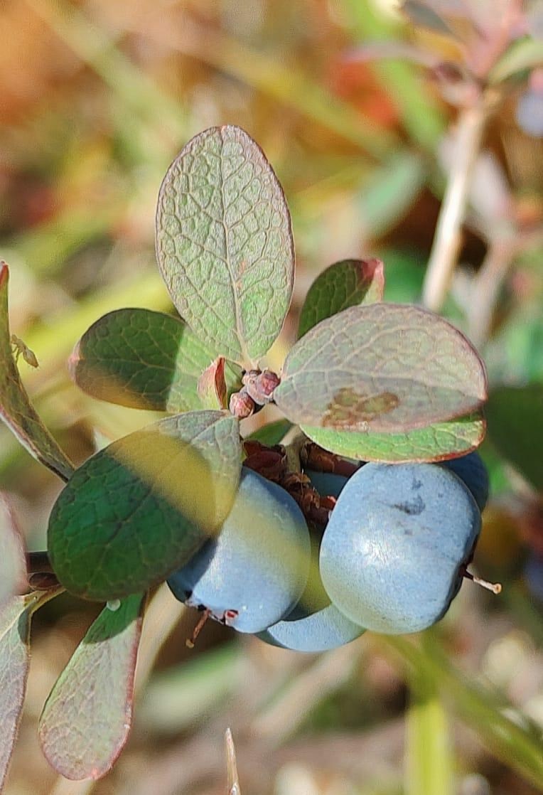 Настоящей кладовой полезных веществ является голубика, растущая в Якутии