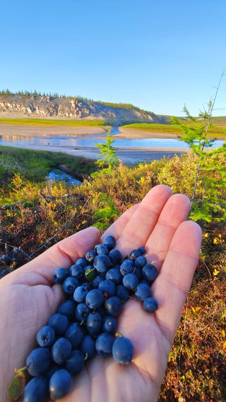 Настоящей кладовой полезных веществ является голубика, растущая в Якутии