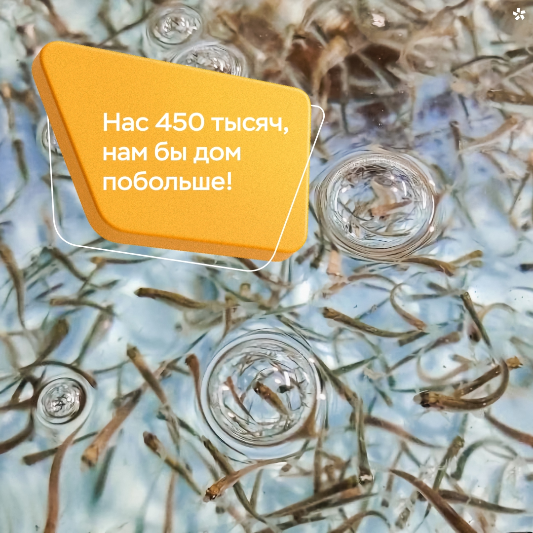 450 000 малышей пеляди отправились в новый дом — Вилюйское водохранилище!
