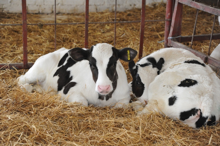 У компаний «Бутурлиновский агрокомплекс» и «Пузевское», входящих в концерн «Детскосельский», сменился собственник, новым владельцем стало ООО «Плодородие»,…