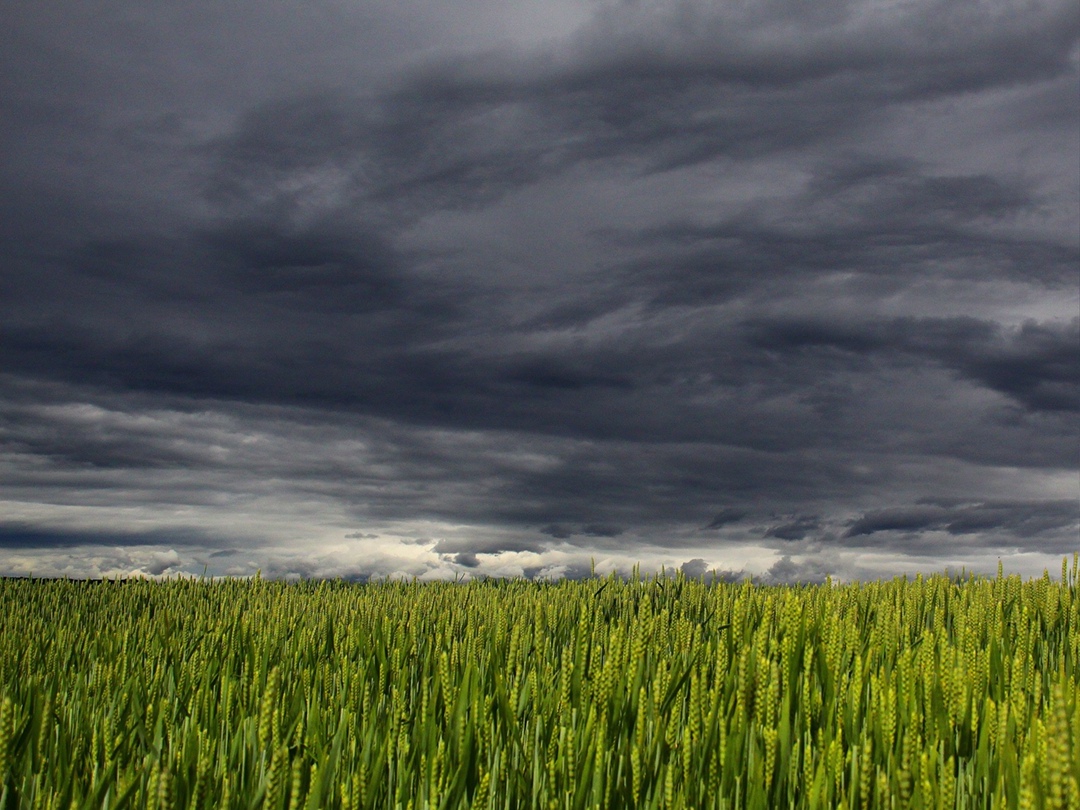 В семи районах Башкирии могут ввести режим ЧС в связи с переувлажнением почвы и гибелью части посевов, сообщил вице-премьер республики — министр сельского…