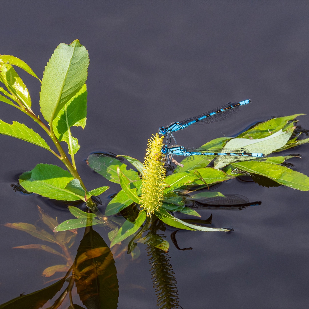 Суровый климат Ямала задает свои правила: зима здесь долгая и холодная. Тем ценнее лето – короткое, но яркое, наполненное красками и жизнью