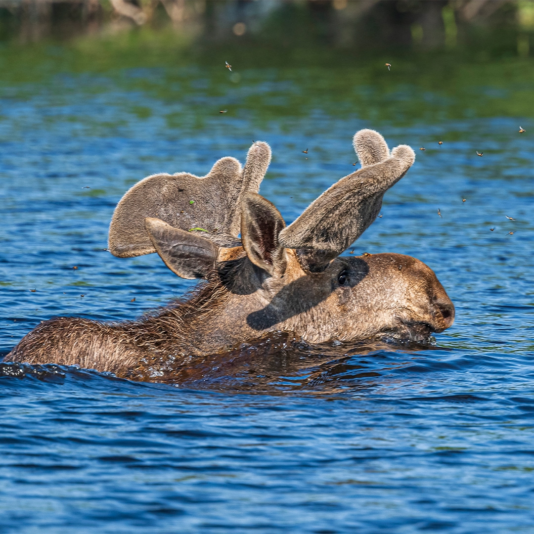 Суровый климат Ямала задает свои правила: зима здесь долгая и холодная. Тем ценнее лето – короткое, но яркое, наполненное красками и жизнью