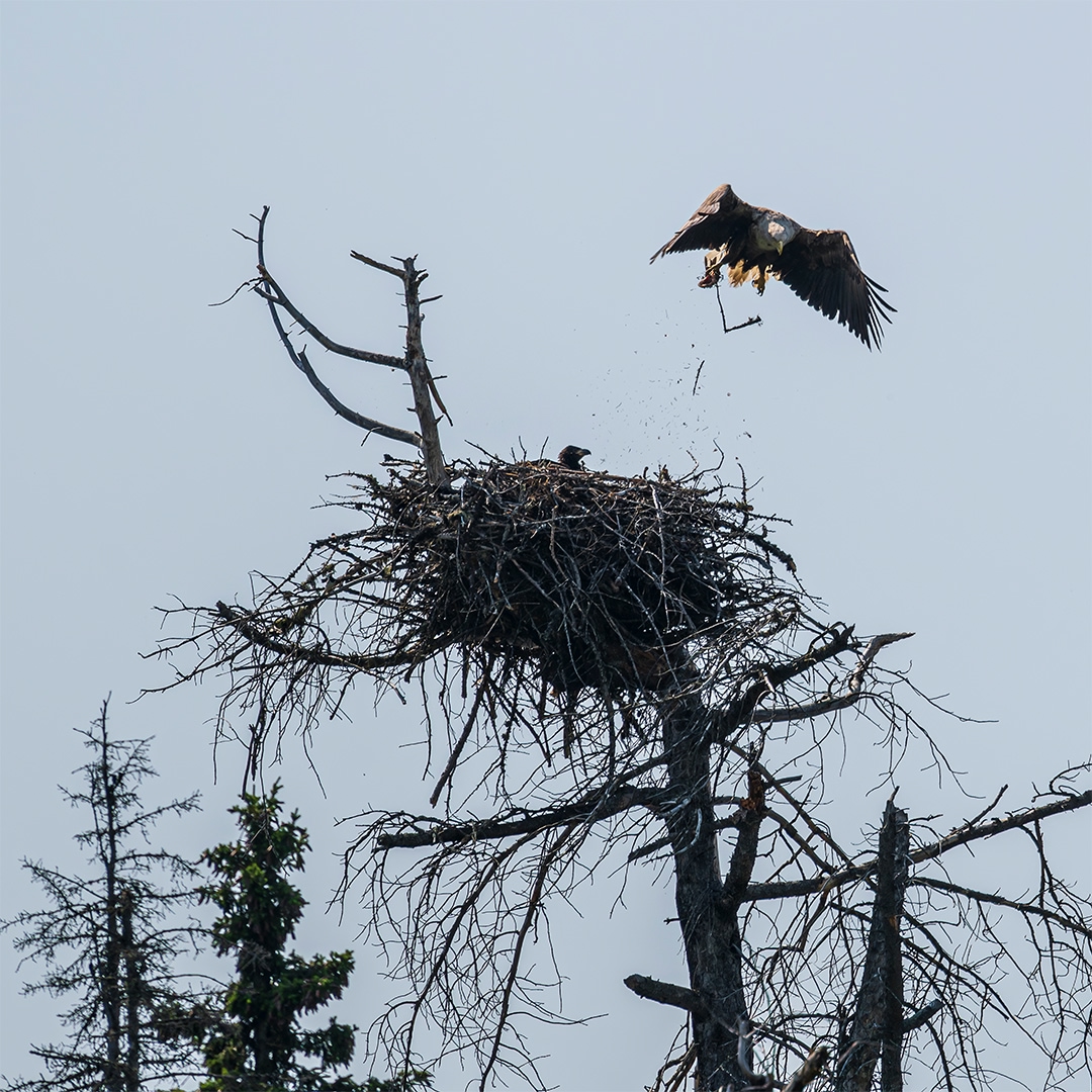 Суровый климат Ямала задает свои правила: зима здесь долгая и холодная. Тем ценнее лето – короткое, но яркое, наполненное красками и жизнью