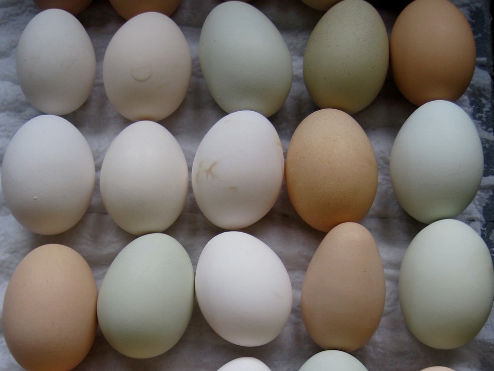 По данным Росстата, в августе сельхозорганизации произвели 3,42 млрд куриных яиц, на 6,4% больше, чем в августе прошлого года. За первые восемь месяцев этого…