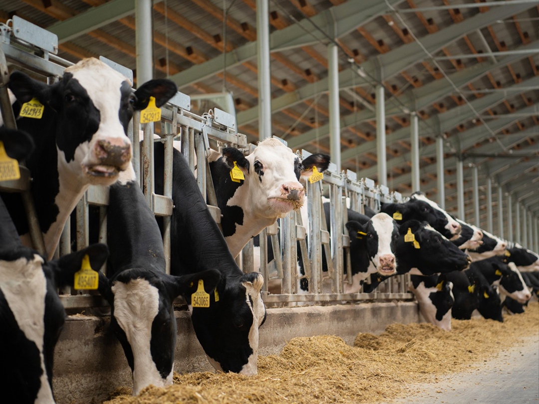 Президиум Национального союза агростраховщиков (НСА) утвердил согласованные с Банком России, Минсельхозом и Минфином новые правила страхования сельхозживотных…