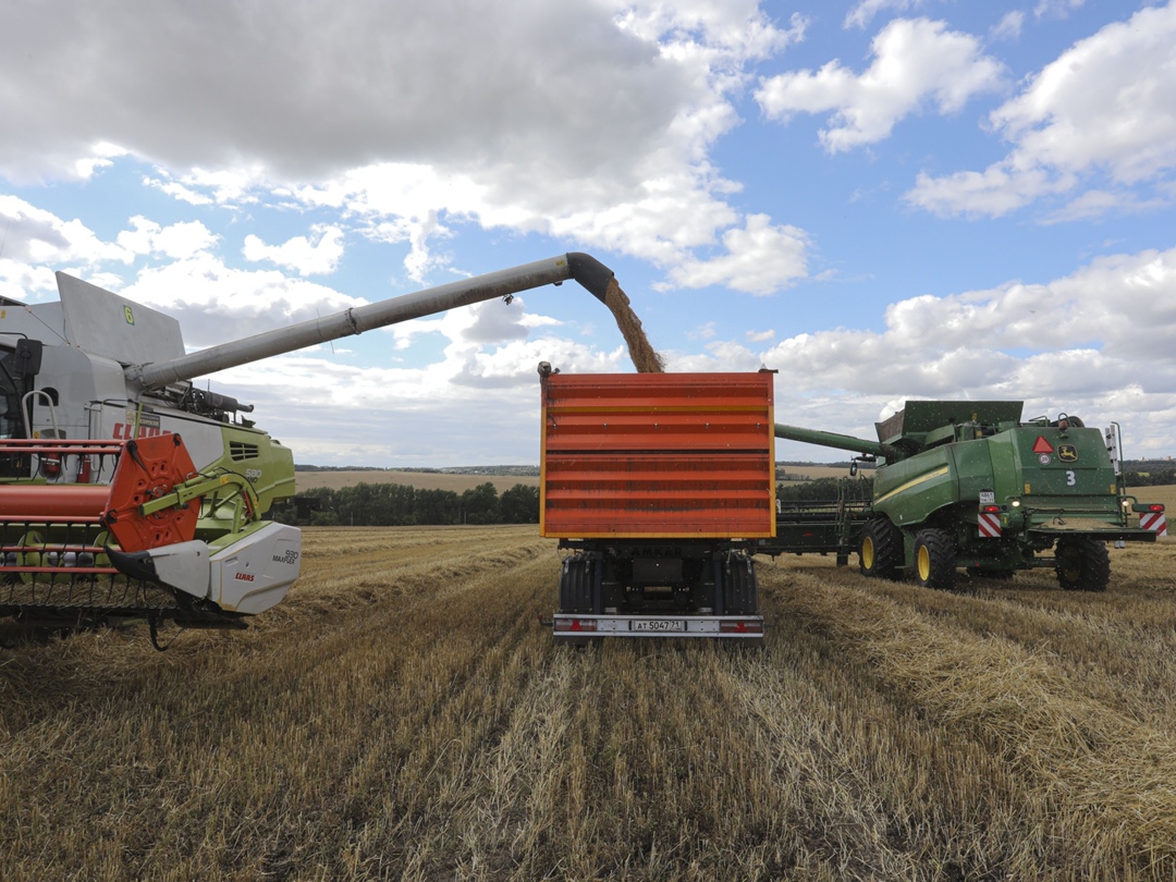В этом году урожайность озимой пшеницы в агрохолдинге «Лазаревское» составила 58 ц/га против 49 ц/га в 2024-м, сообщили «Агроинвестору» в компании. Уборку…