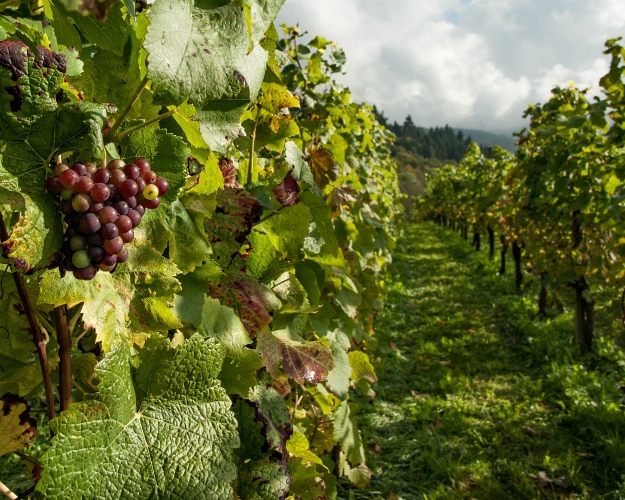 В этом году аграрии Крыма планируют заложить 700 га садов и 1,1 тыс