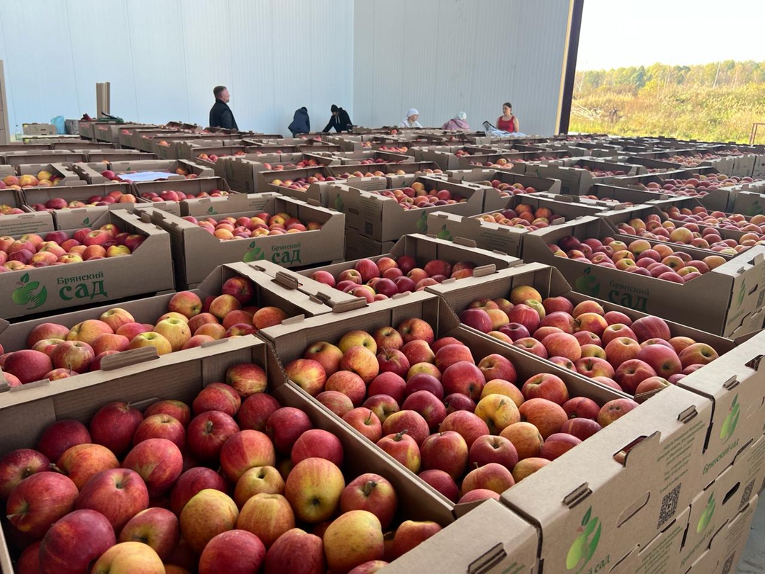 «Брянский сад», крупнейшее садоводческое хозяйство региона, до конца октября планирует собрать около 4 тыс