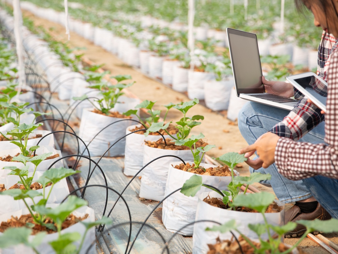Всего 10% россиян, по собственным оценкам, хорошо знают о том, что в сельском хозяйстве применяют технологии искусственного интеллекта (ИИ), следует из…