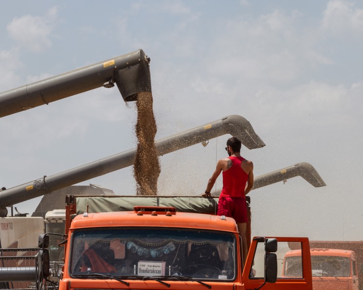 Международный совет по зерну (МСЗ) в сентябрьском обзоре повысил прогноз урожая пшеницы в России с 83,7 млн т до 85 млн т (без учета Крыма и новых регионов)