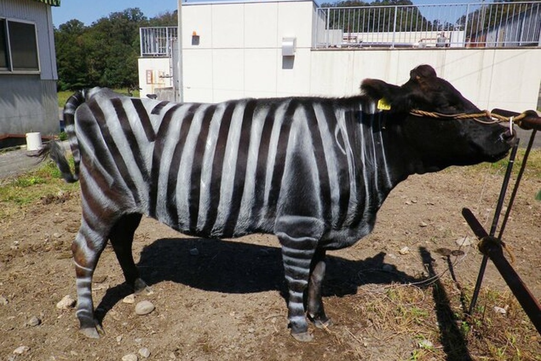 Шнобелевскую премию — символическую награду за самые забавные и нелепые научные изыскания - по биологии получили японские ученые, которые доказали, что если…