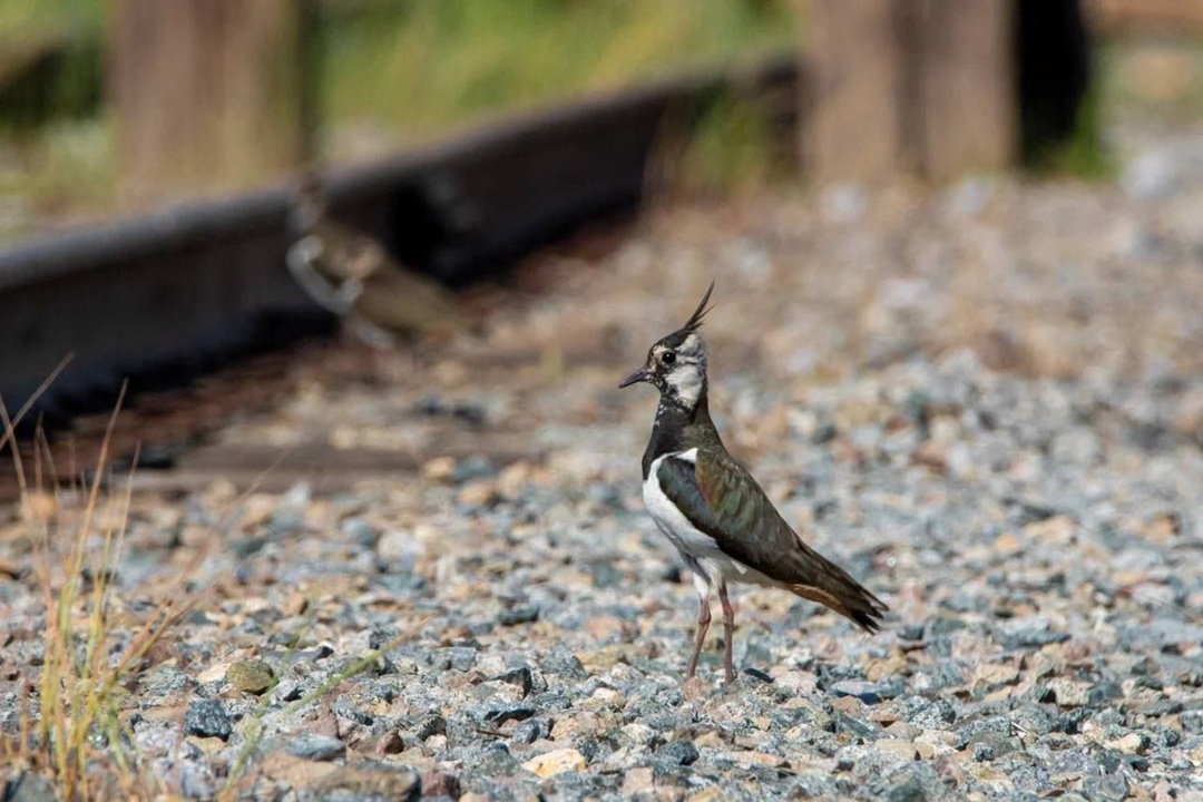 Тобольский чибис — обитатель «ЗапСибНефтехима»