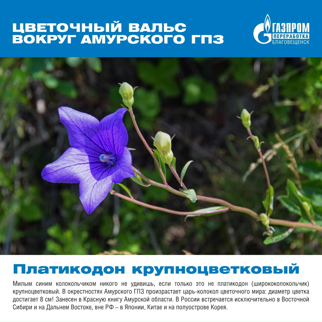 Вокруг нашего мощного и высокотехнологичного завода существует прекрасный и хрупкий мир, полный природной красоты