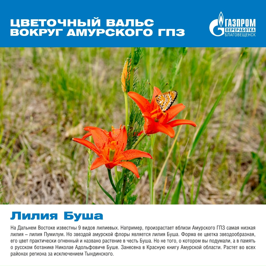Вокруг нашего мощного и высокотехнологичного завода существует прекрасный и хрупкий мир, полный природной красоты