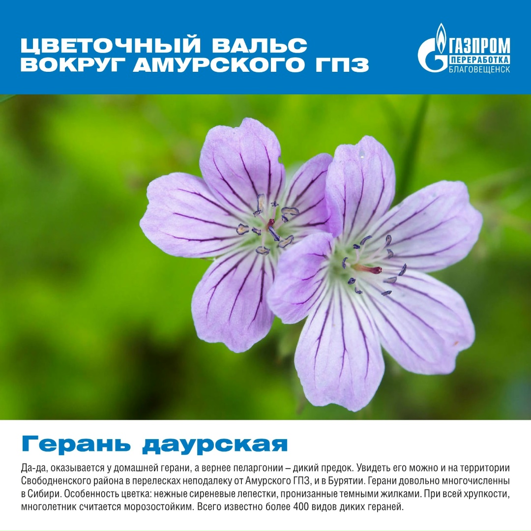 Вокруг нашего мощного и высокотехнологичного завода существует прекрасный и хрупкий мир, полный природной красоты