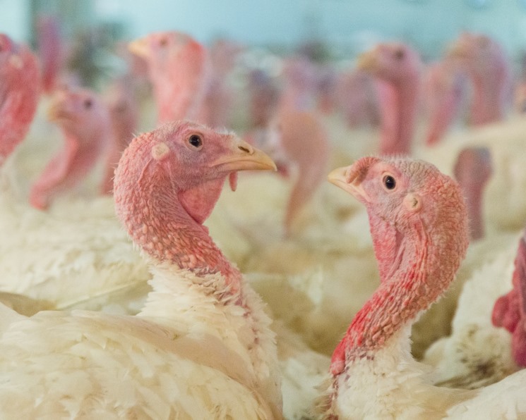 Конкурсный управляющий «Евродон-Юг» выставил на торги право требования долга бизнесмена Вадима Ванеева размером 563 млн руб. со стартовой ценой 60 тыс. руб