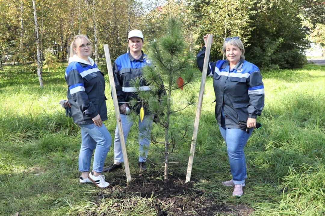 От саженца – к могучему кедру! В рамках акции «Сохраним лес» экологи шахты «Распадская» и разреза «Коксовый» вместе с педагогами и учениками междуреченской…