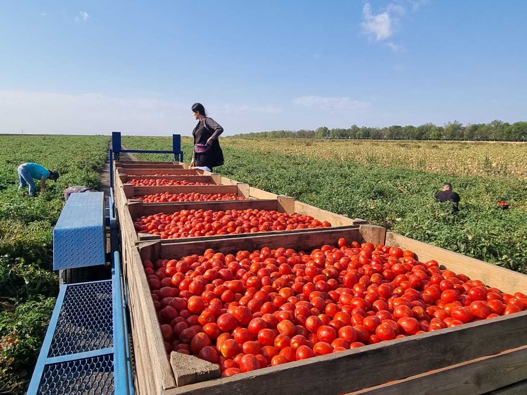 Консервный цех предприятия «Выселковское» («Агрокомплекс» им. Н. И