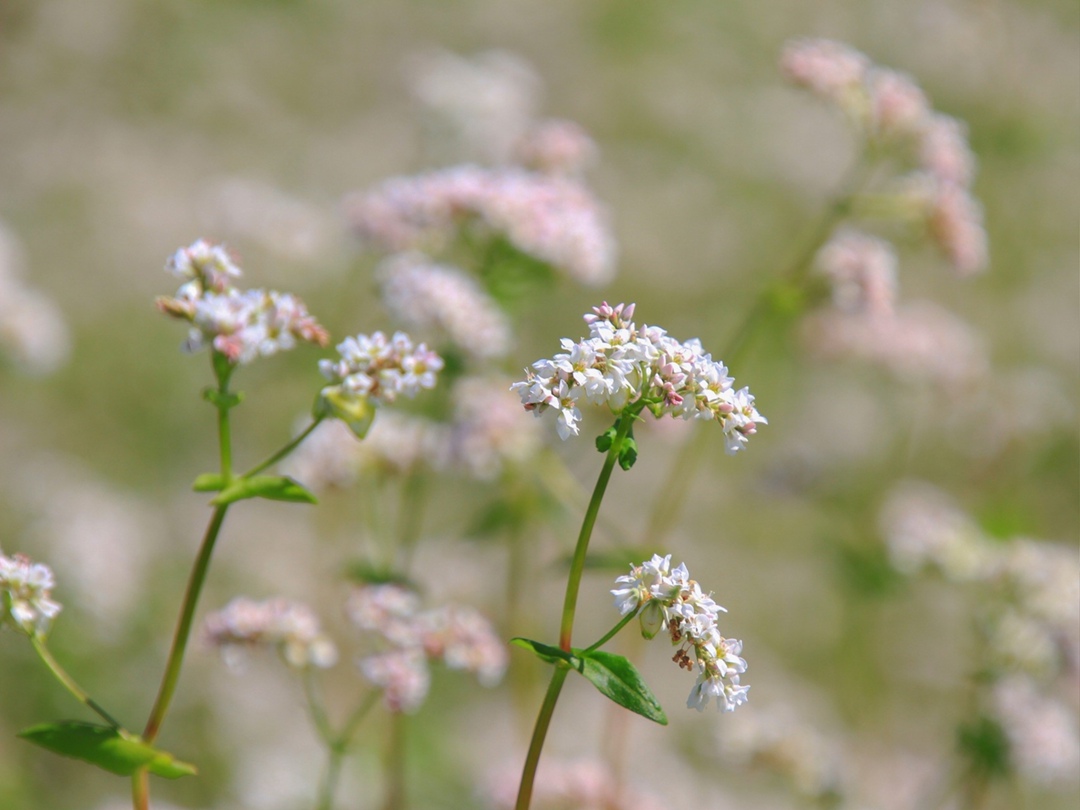 Средняя цена реализации гречихи сельхозорганизациями в августе составила 17,8 тыс. руб./т, что на 55% больше, чем в июле 2025-го и на 16% выше, чем в августе…