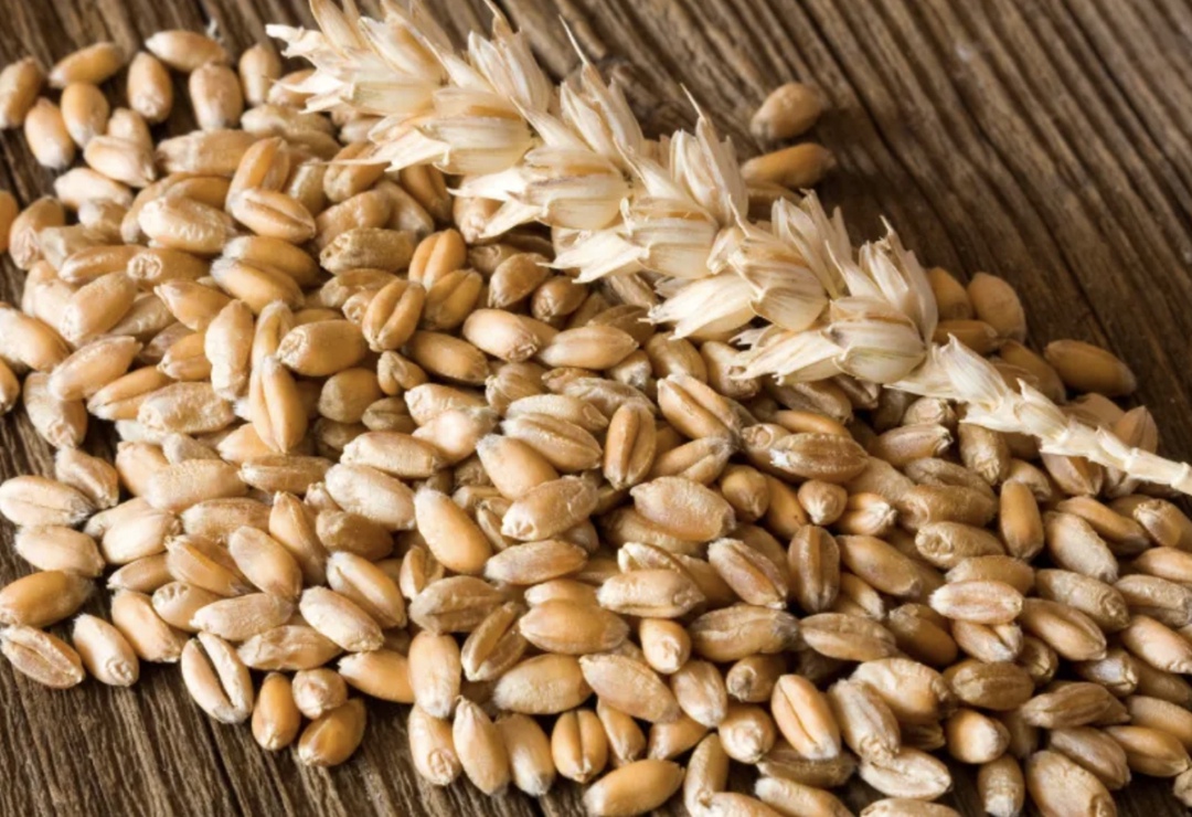 Котировки на российскую пшеницу с протеином 12,5% выросли на $1,5, до $228–229/т FOB, следует из ценового мониторинга аналитического центра «СовЭкон»