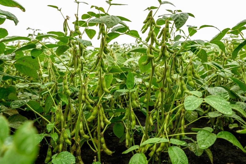 Во всем важен баланс