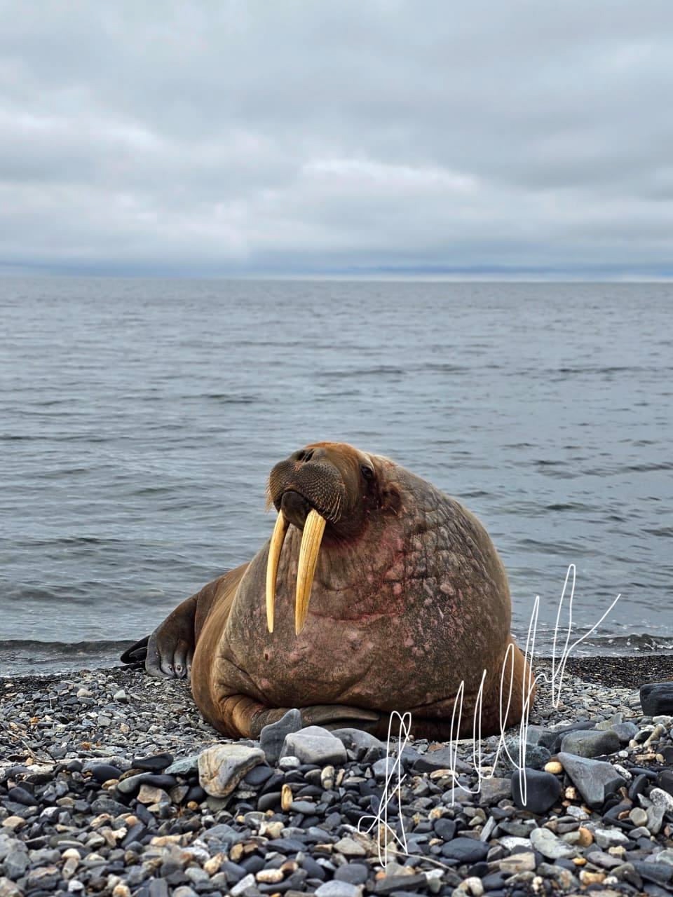 Отдыхающий на южном побережье Восточно-Сибирского моря в Певеке морж стал местной знаменитостью