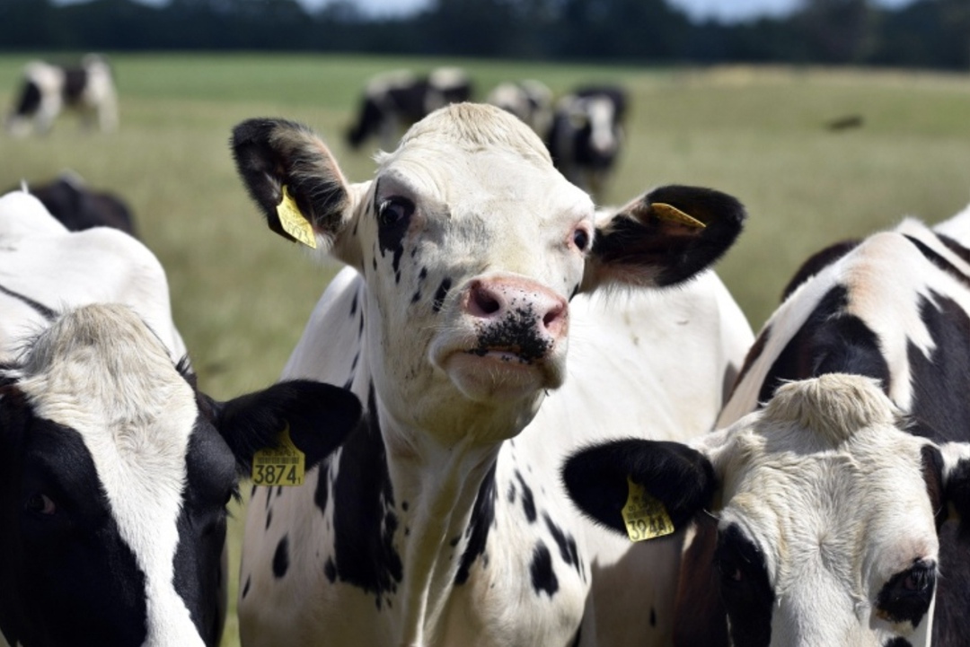 Технологии и продовольственная безопасность. Как обеспечить доступность молока в долгосрочной перспективе