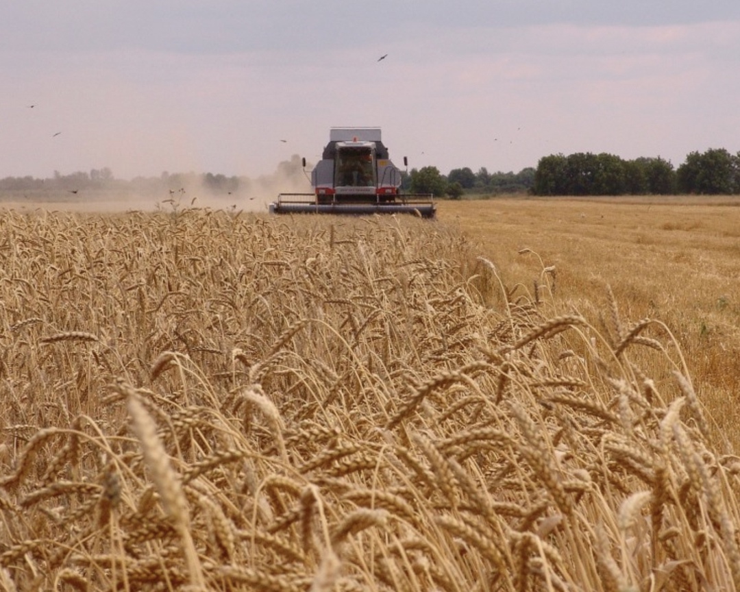 В этом году урожай зерна может составить 137 млн т без учета новых регионов, такой прогноз озвучил гендиректор аналитической компании «ПроЗерно» Владимир…