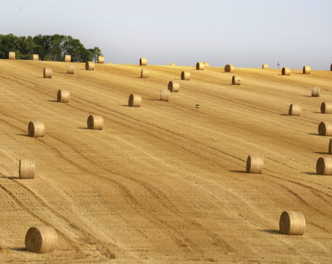 По прогнозу Минэкономразвития, производство сельхозпродукции в этом году может увеличиться на 2,2% (с учетом новых регионов), пишет «Интерфакс» со ссылкой на…