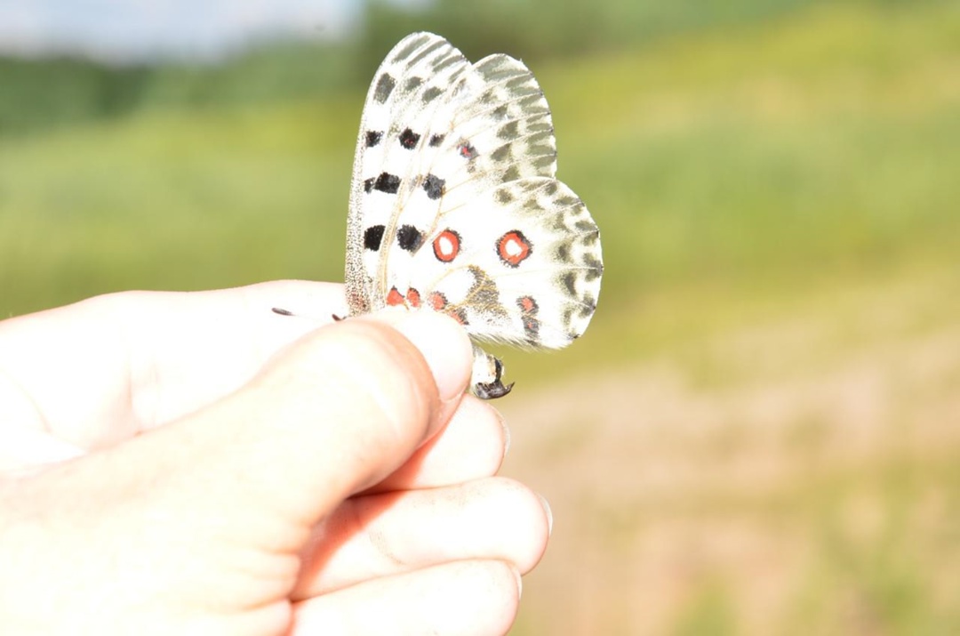 Флору и фауну вокруг Амурского ГПЗ оценили ученые Сибирского отделения РАН