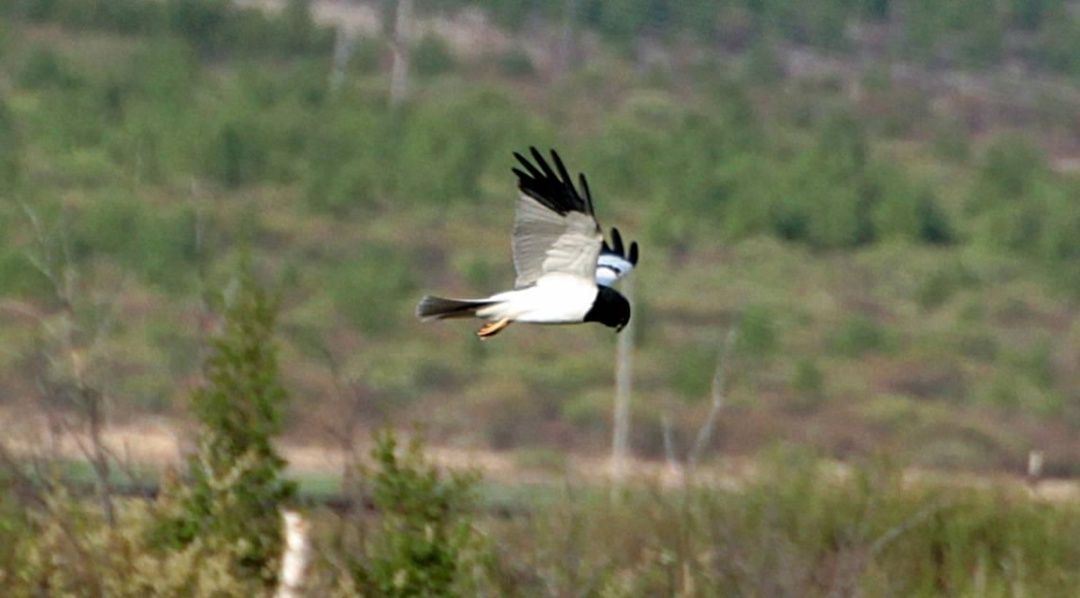 Флору и фауну вокруг Амурского ГПЗ оценили ученые Сибирского отделения РАН