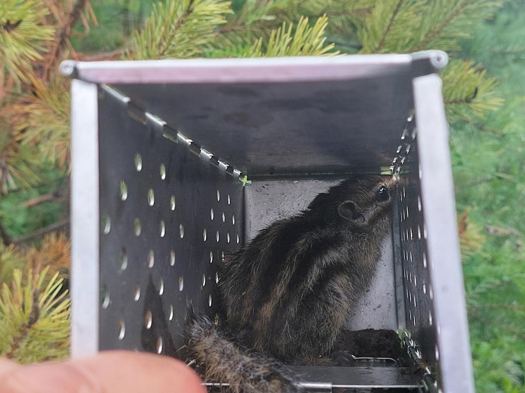 Флору и фауну вокруг Амурского ГПЗ оценили ученые Сибирского отделения РАН