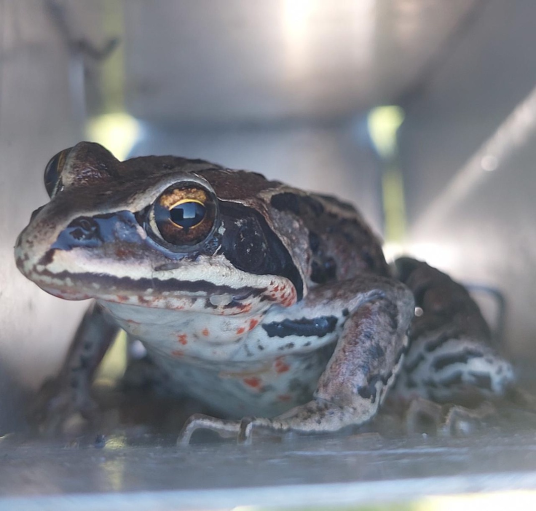 Флору и фауну вокруг Амурского ГПЗ оценили ученые Сибирского отделения РАН