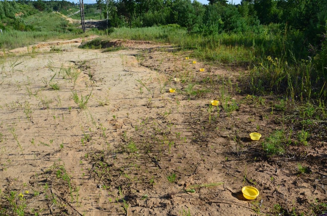 Флору и фауну вокруг Амурского ГПЗ оценили ученые Сибирского отделения РАН