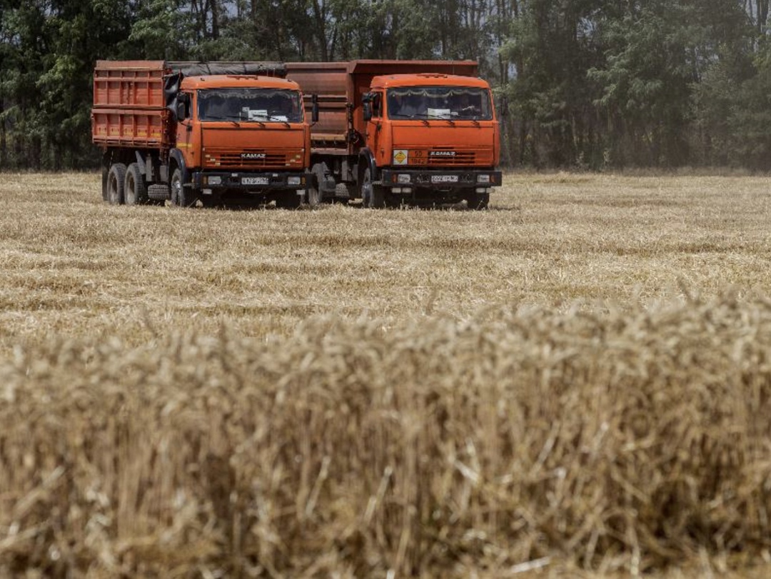 Институт конъюнктуры аграрного рынка (ИКАР) скорректировал вверх прогноз производства зерна в России в 2025 году