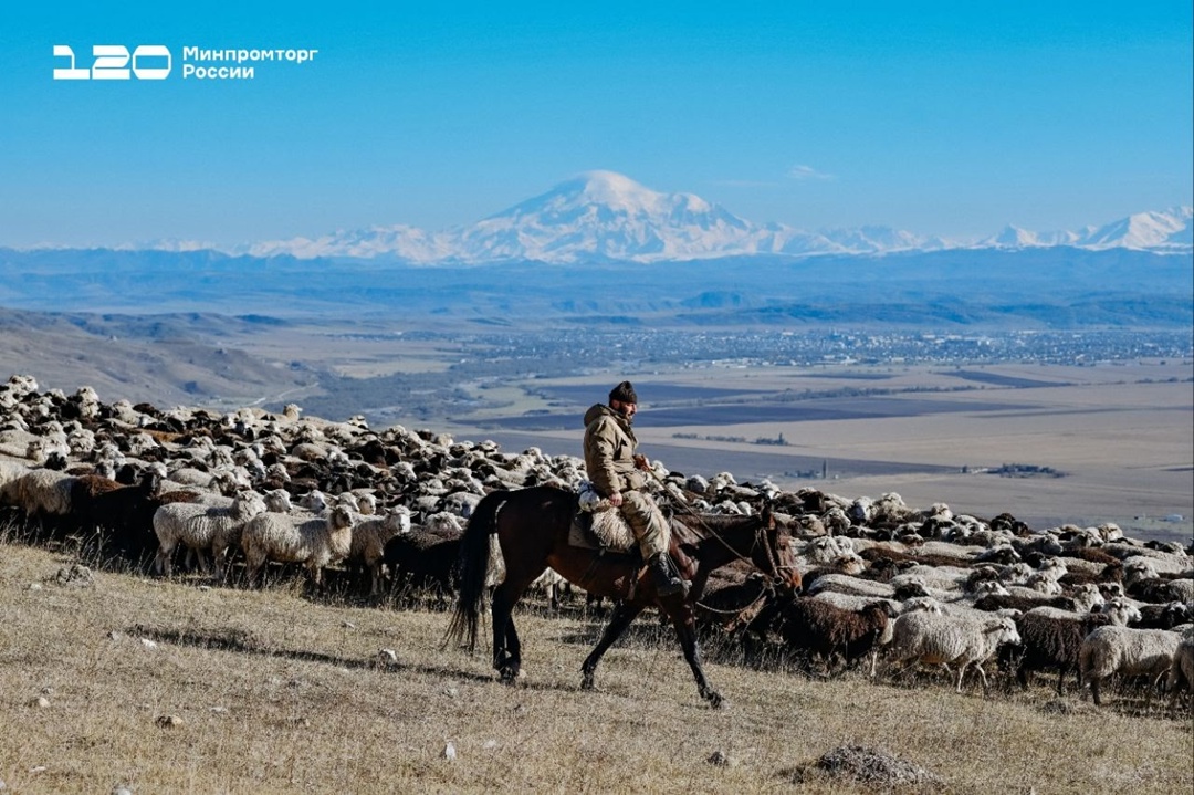 Ове-е-ечном в КЧР Поголовье Карачаево-Черкесской Республики — около 1,2 млн овец