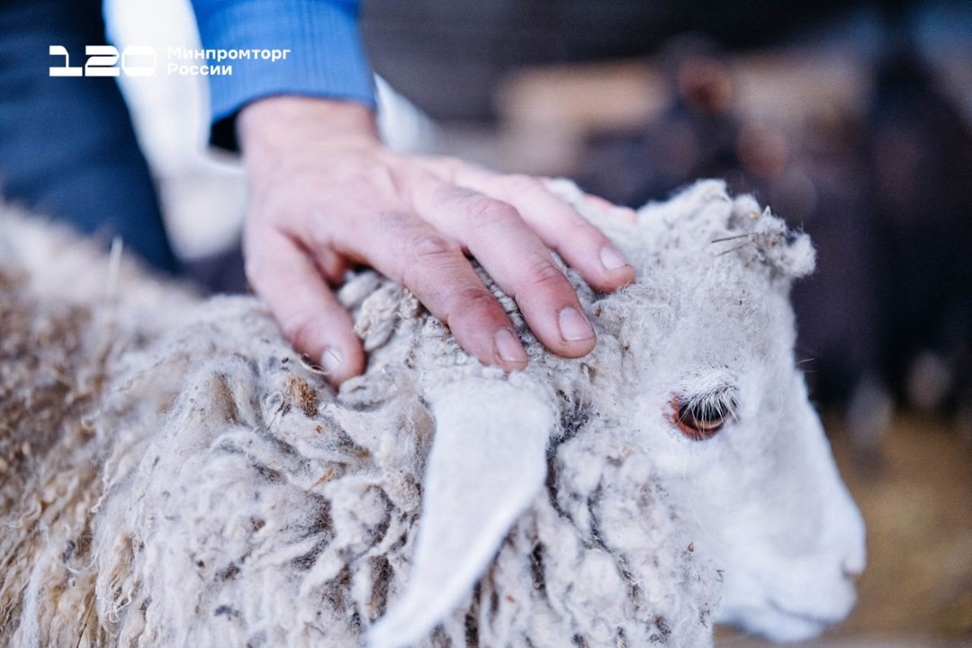 Ове-е-ечном в КЧР Поголовье Карачаево-Черкесской Республики — около 1,2 млн овец