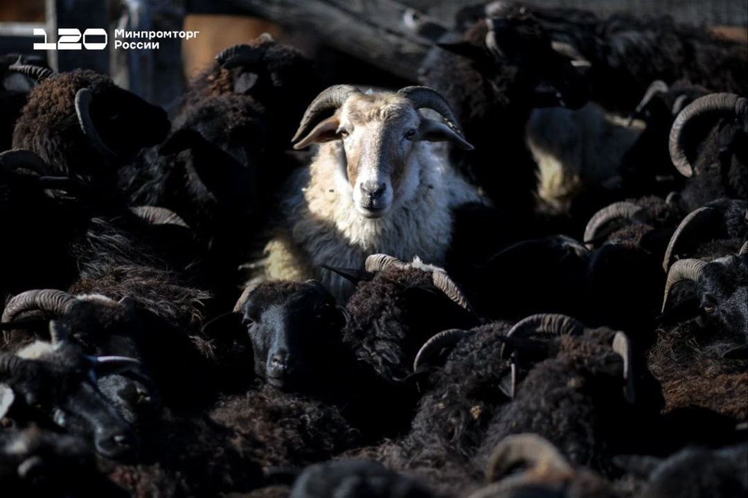 Ове-е-ечном в КЧР Поголовье Карачаево-Черкесской Республики — около 1,2 млн овец