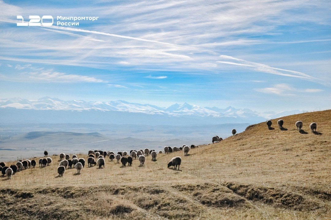 Ове-е-ечном в КЧР Поголовье Карачаево-Черкесской Республики — около 1,2 млн овец