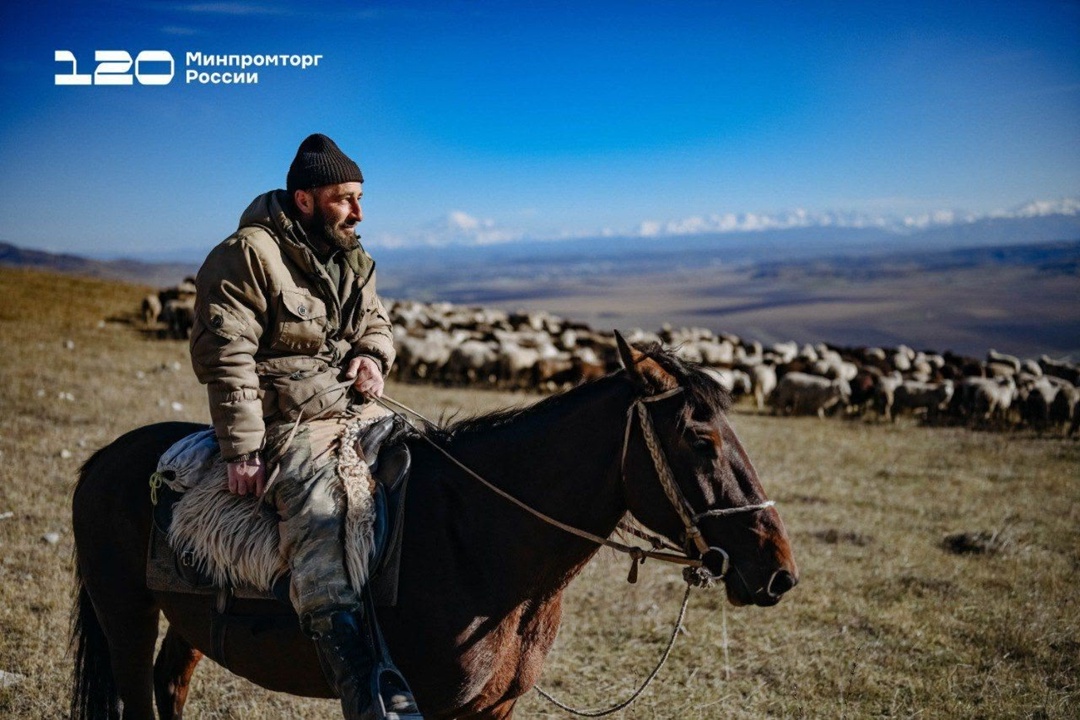 Ове-е-ечном в КЧР Поголовье Карачаево-Черкесской Республики — около 1,2 млн овец