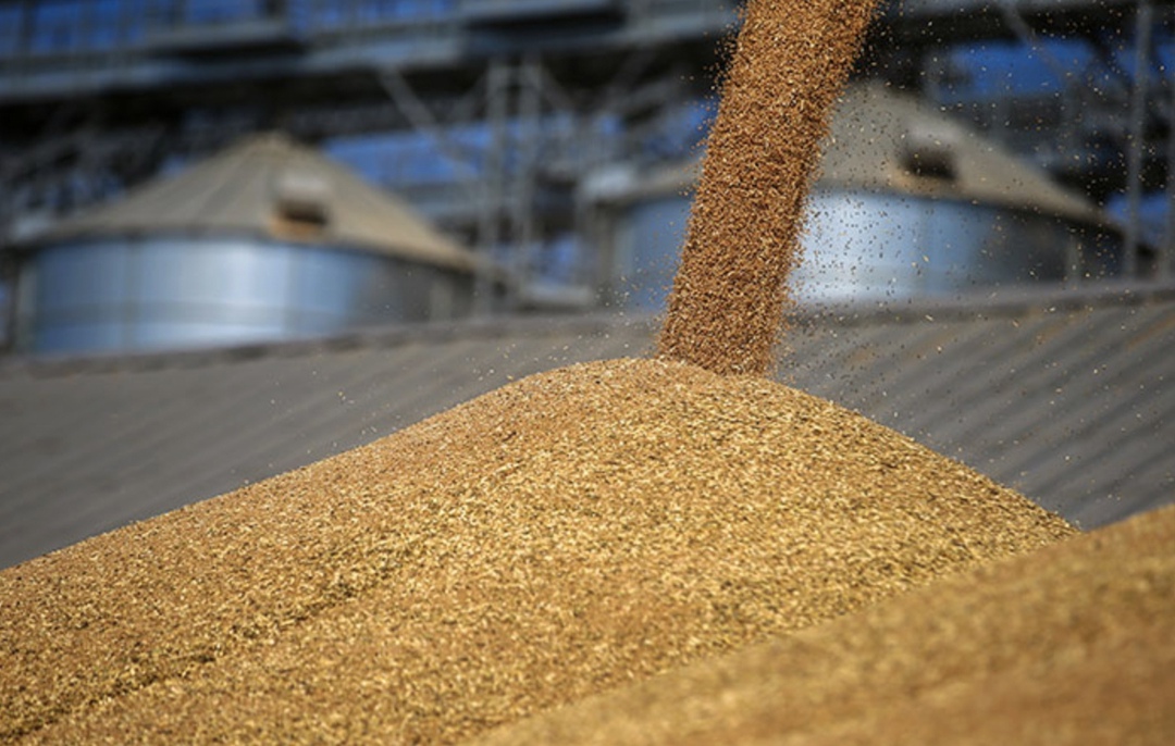 Аналитический центр "СовЭкон" понизил прогноз экспорта пшеницы из России в 2025/26 сельхозгоду , 43,7млн т до 43,4 млн т