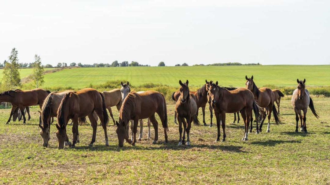 «Мираторг» реализует проект по развитию коневодства, направленный на создание лошадей с улучшенными рабочими и племенными качествами
