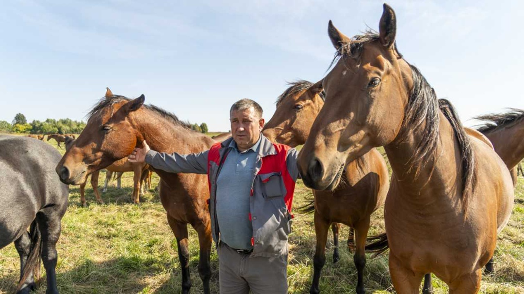 «Мираторг» реализует проект по развитию коневодства, направленный на создание лошадей с улучшенными рабочими и племенными качествами