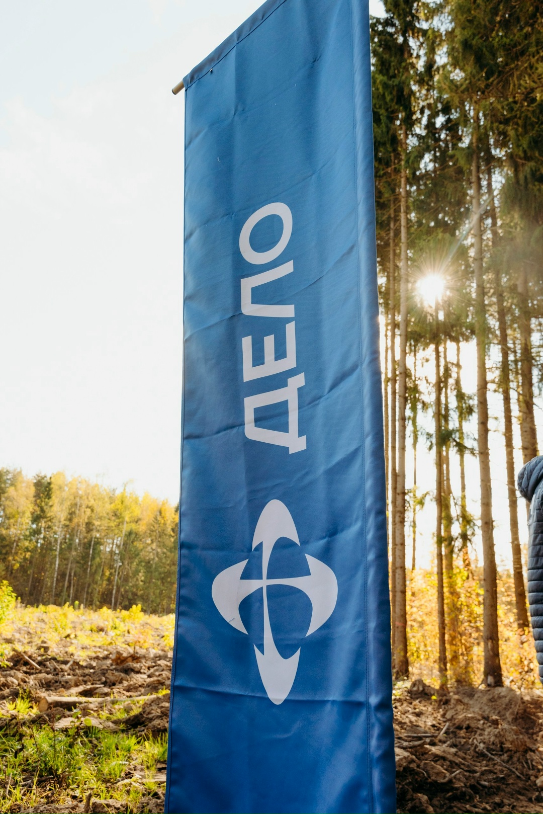 Командная работа: сосновый лес для Подмосковья